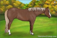 Horse Color:Red Roan Sabino