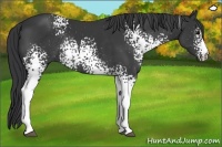 Horse Color:White Spotted Black Rabicano 