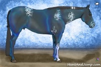 Horse Color:White Spotted Smoky Black