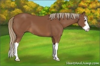 Horse Color:Chestnut Sabino Splash 