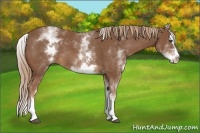 Horse Color:White Spotted Chestnut Splash