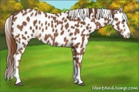Horse Color:Chestnut Sabino Splash Appaloosa 