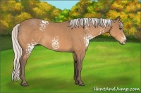 Horse Color:White Spotted Silver Buckskin Rabicano