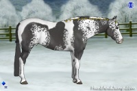 Horse Color:White Spotted Smoky Black Tobiano 