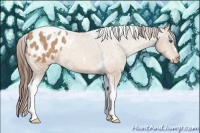 Horse Color:Amber Champagne Splash Tobiano Frame Appaloosa Rabicano 