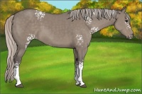 Horse Color:White Spotted Silver Grullo 