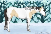 Horse Color:Amber Champagne Dun Splash Tobiano 