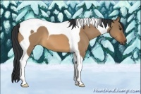 Horse Color:Bay Dun Tobiano 