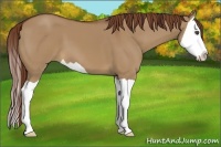Horse Color:Red Dun Splash 