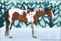 Horse Color:Bay Splash Tobiano
