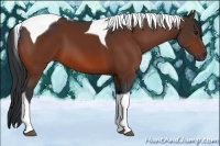 Horse Color:Bay Tobiano 