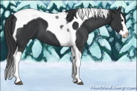 Horse Color:Black Splash Tobiano