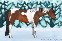 Horse Color:Bay Tobiano 