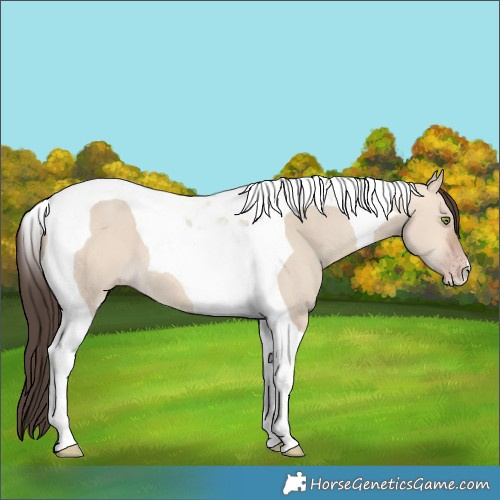 Horse Color:Amber Champagne Dun Tobiano 