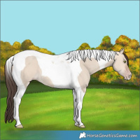Horse Color:Amber Champagne Dun Tobiano