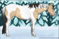 Horse Color:Amber Champagne Dun Tobiano 
