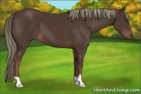 Horse Color:Liver Chestnut 