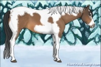 Horse Color:Buckskin Splash Tobiano Frame 