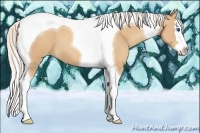 Horse Color:Silver Classic Champagne Splash Tobiano