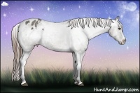 Horse Color:White Spotted Grullo Sabino Splash Frame Varnish Rabicano