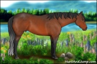 Horse Color:Bay Sabino 