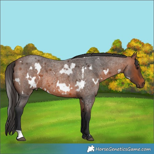 Horse Color:White Spotted Bay Roan 