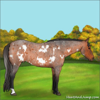 Horse Color:White Spotted Bay Roan 