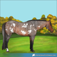 Horse Color:White Spotted Bay Roan