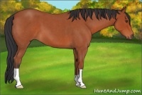 Horse Color:Bay Roan 