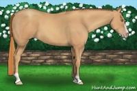 Horse Color:Gold Champagne Sabino