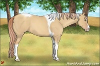 Horse Color:Gold Champagne Dun Splash Tobiano 