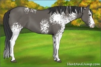 Horse Color:White Spotted Grullo Splash 
