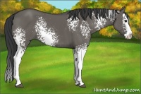 Horse Color:White Spotted Grullo Splash Rabicano