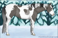 Horse Color:Grullo Sabino Splash Tobiano Rabicano