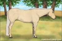 Horse Color:Palomino Roan 