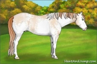 Horse Color:White Spotted Buckskin Pearl 