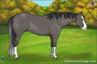 Horse Color:Grullo Splash 