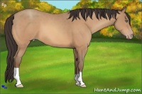 Horse Color:Amber Champagne 