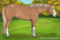 Horse Color:Chestnut Splash Rabicano 