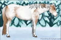 Horse Color:White Spotted Chestnut Tobiano Rabicano 