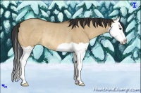 Horse Color:Bay Dun Splash Rabicano