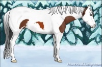 Horse Color:Bay Sabino Splash Tobiano