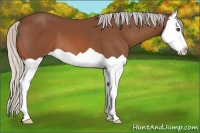 Horse Color:Silver Bay Splash 