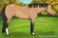 Horse Color:Bay Dun Sabino 