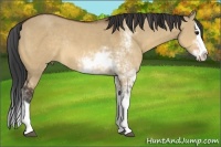 Horse Color:Bay Dun Sabino Splash Rabicano