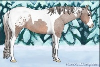 Horse Color:Bay Splash Tobiano Appaloosa