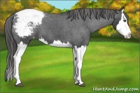 Horse Color:Black Sabino Splash Appaloosa 