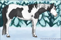 Horse Color:Black Splash Tobiano Rabicano