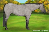 Horse Color:Grullo Roan Sabino