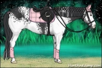 Horse Color:White Spotted Black